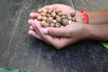 Polyalthia longifolia seeds. The Ashoka tree is native to India. A lofty evergreen tree. Leaves of Saraca asoca. Its other names False Ashoka. Green leaves and seeds.