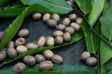 Polyalthia longifolia seeds. The Ashoka tree is native to India. A lofty evergreen tree. Leaves of Saraca asoca. Its other names False Ashoka. Green leaves and seeds.