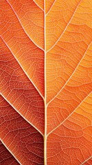 Obraz premium Autumn leaves macro texture outdoor setting nature warm rustic lighting detailed veins in burnt orange and red tones