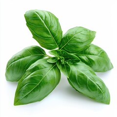 Fototapeta premium Macro shot of fresh basil leaves natural setting food vibrant green color close-up perspective