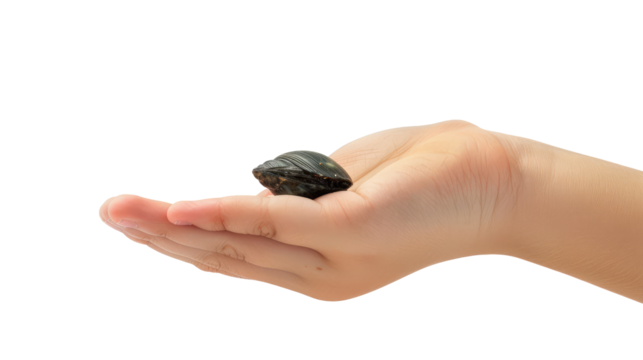 female hand holding a seashell isolated on white