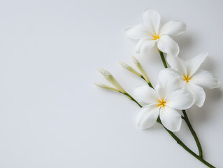 Beautiful flowers on a white background. Neural network AI generated art