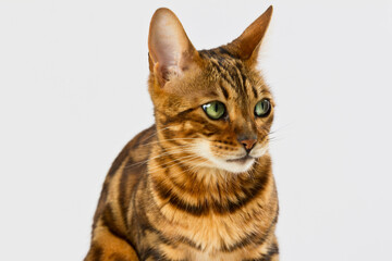 Bengal-Katze