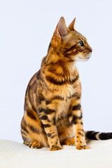 Bengal-Katze sitzend