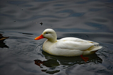 Weiße Ente auf dunklem Wasser schwimmend