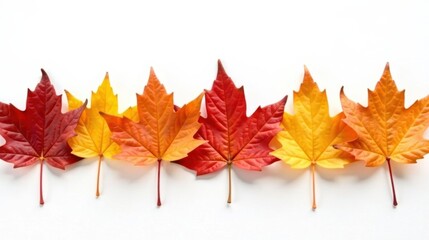 Fototapeta premium Autumnal Leaf Arrangement A Colorful Row of Vibrant Fall Foliage on White Background