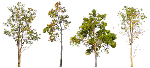 PNG high quality collection tree transparent background, easy to drag and drop