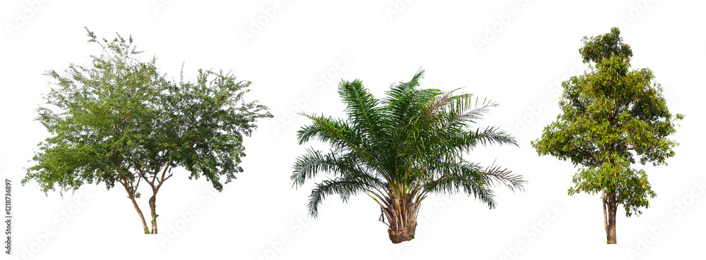 Poster png high quality collection tree transparent background, easy to drag and drop