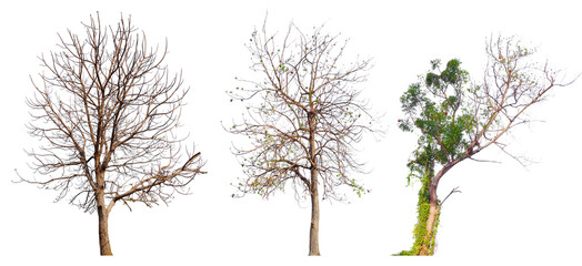 PNG death tree or leafless tree PNG transparent background, easy to crag and drop, removed original background