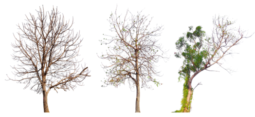 PNG death tree or leafless tree PNG transparent background, easy to crag and drop, removed original background