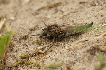 Closeup on a fan-bristled robberfly, Dysmachus trigonus