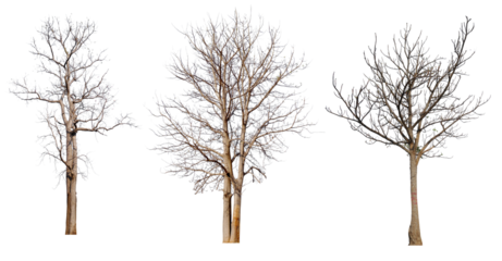 PNG death tree or leafless tree PNG transparent background, easy to crag and drop, removed original background