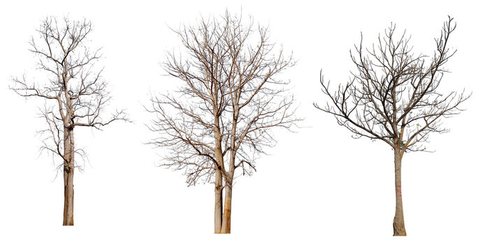 PNG death tree or leafless tree PNG transparent background, easy to crag and drop, removed original background