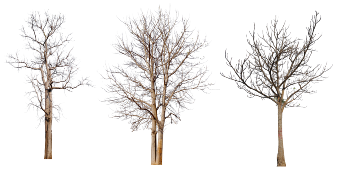 PNG death tree or leafless tree PNG transparent background, easy to crag and drop, removed original background