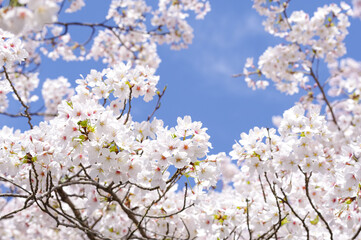 青空に映える満開の桜花