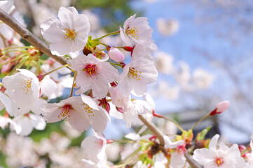 Fototapeta premium 青空に映える満開の桜花