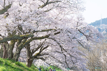 満開の桜並木
