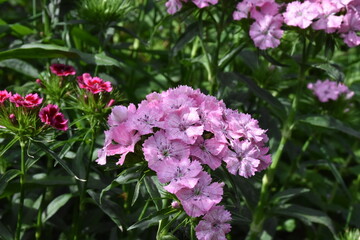 Elegant Pink Carnation in Bloom