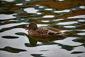 Weibliche Stockente treibt ruhig auf dem Wasser