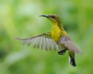 Fototapeta premium Flying bird Olive-backed Sunbird, female