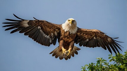 Obraz premium The Javanese eagle flaps its wings with sharp eyes