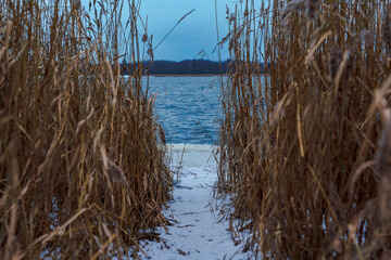Pathway through dry reeds leading to a frozen lake in winter