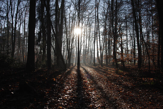 Die Sonne scheint durch die kahlen B&auml;ume im Wald. Das Sonnenlicht f&auml;llt auf die Laubbl&auml;tter am Boden