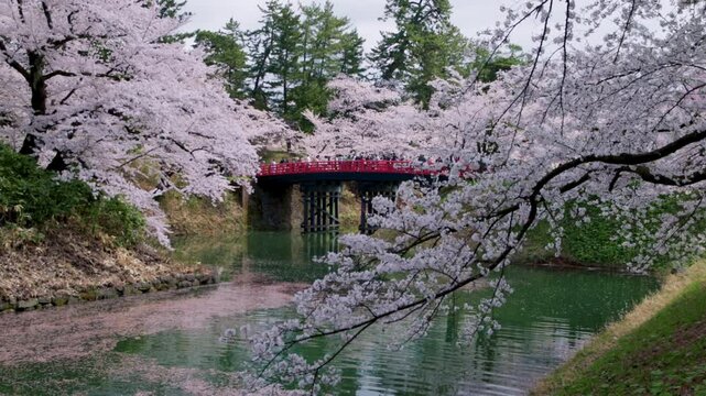 Cherry blossom in Japan in spring over a moat in a Japanese historic castle, tourism in spring in Japan