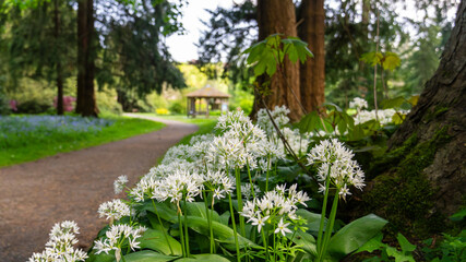 Flowers and Forest Path. Scotland, UK. Photo taken on: 11-05-2024. A scenic view of wild garlic flowers blooming alongside a shaded forest path, creating a serene atmosphere.