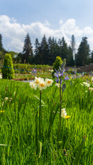 Spring Meadow and Sky. Scotland, UK. Photo taken on: 11-05-2024. A meadow bursting with spring flowers beneath a clear blue sky, showcasing the vibrant colors of nature.