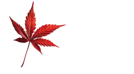 A red leaf of cannabis on transparent background 