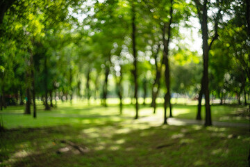 Beautiful nature at morning with sun in big city park