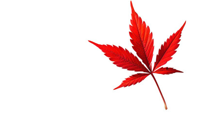 A red leaf of cannabis on transparent background 