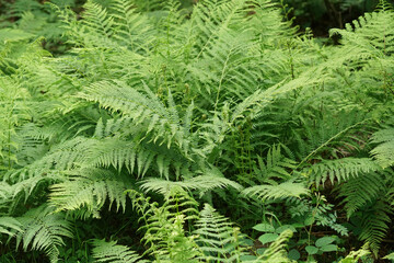 Closeup on a grouped aggregation of green Lady ferns, Athyrium filix-femina in the forest