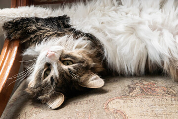 Adorable young female cat laying on home chair closeup