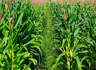 Obraz premium View of a path through a corn field on a sunny day.
