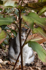 X字の木の間から顔を覗かせるキジトラ柄とぶち猫柄の野良猫