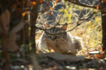 秋の風景と茂みの間から覗いてる毛が長い柔らかくぽわっとした雰囲気の野良猫
