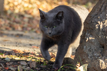光から出てきてるみたいで面白いグレーの毛並みの野良猫