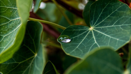 Rain water drop on green leaf closeup natural background