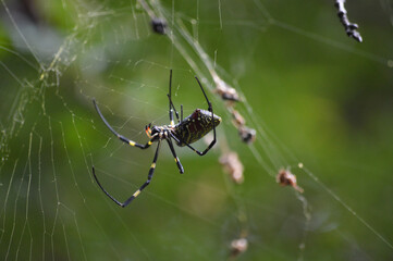 Most Dangerous Spider Spotted  