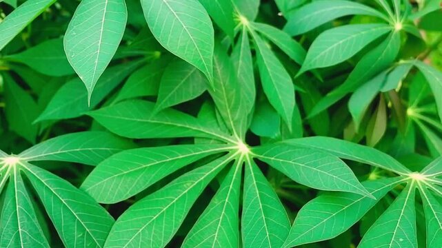 cassava tree leaves swaying gently in the breeze