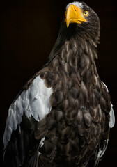 A close up of a Steller's sea eagle, (Pacific sea eagle or white-shouldered eagle)