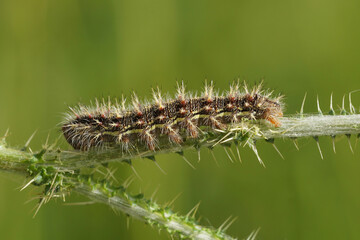 Hairy a Painted lady, Vanessa cardui Caterpillar on Spiky Plant Stem