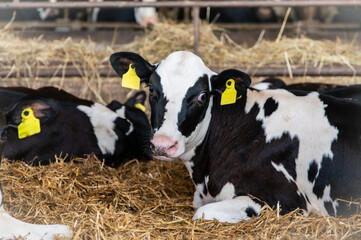 Portrait of a black and white holstein calf lying on straw bedding 