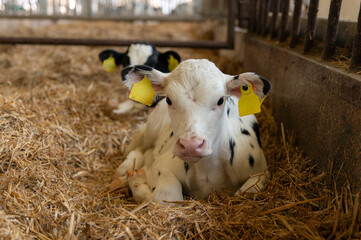Portrait of a black and white holstein calf lying on straw bedding 
