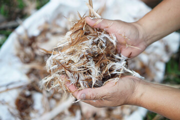 Close up hand hold waste feather of chicken to make compost. Concept, Management of waste left from...