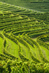 Vineyards in Jeruzalem wine region in Eastern Slovenia
