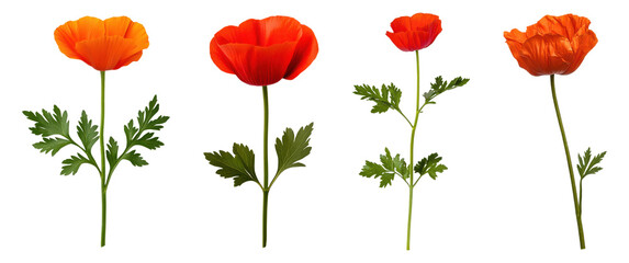 Obraz premium Set of red poppy flowers with green leaves and stems, isolated on transparent background