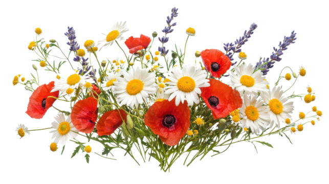 Colorful meadow and garden flowers on transparent background